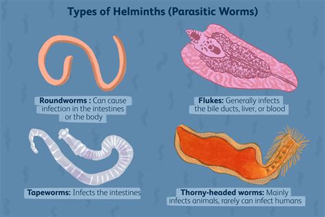 helminth|helminth name.